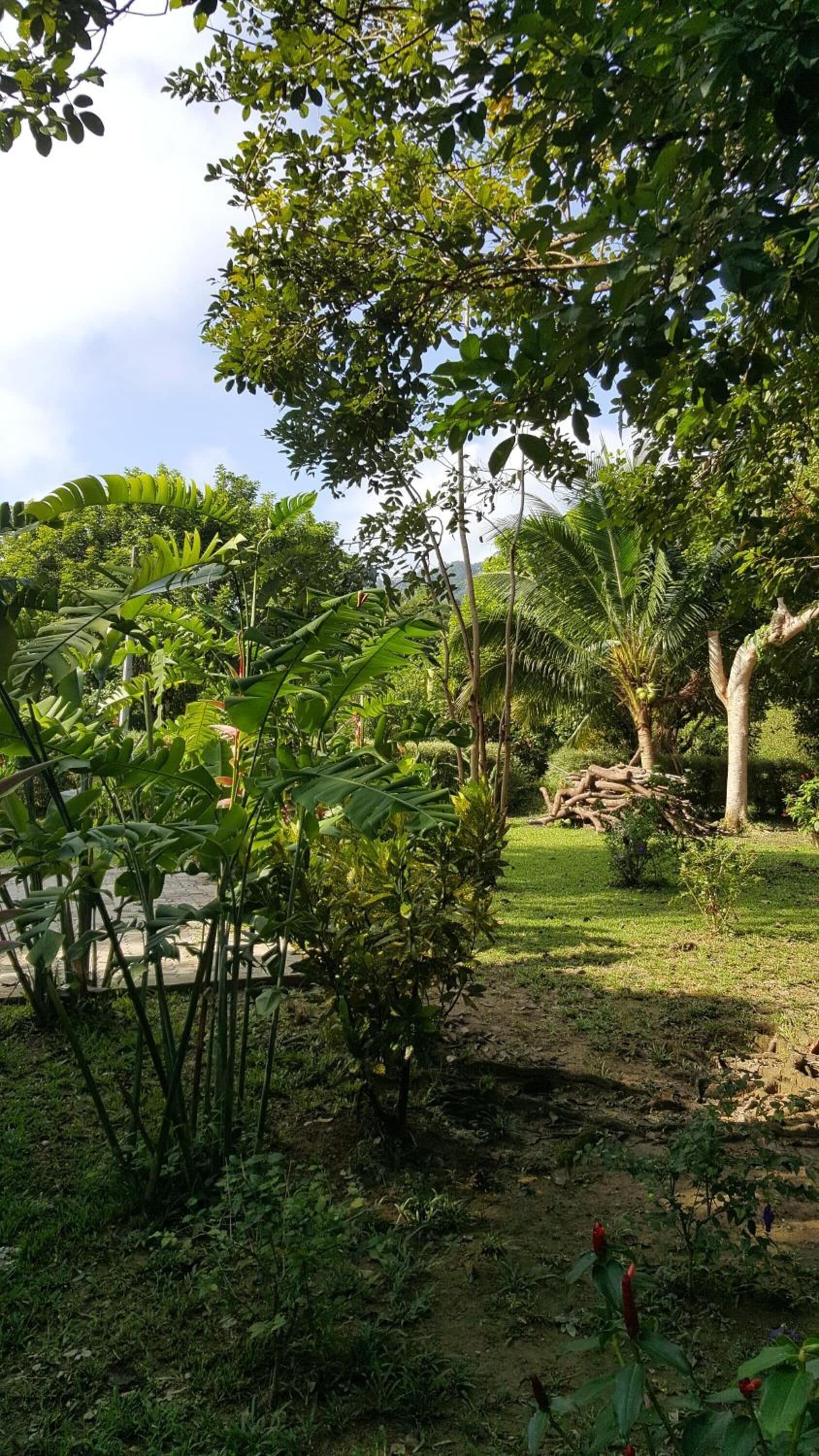 A lush garden with various tropical plants and trees, a grassy area, and a small body of water.