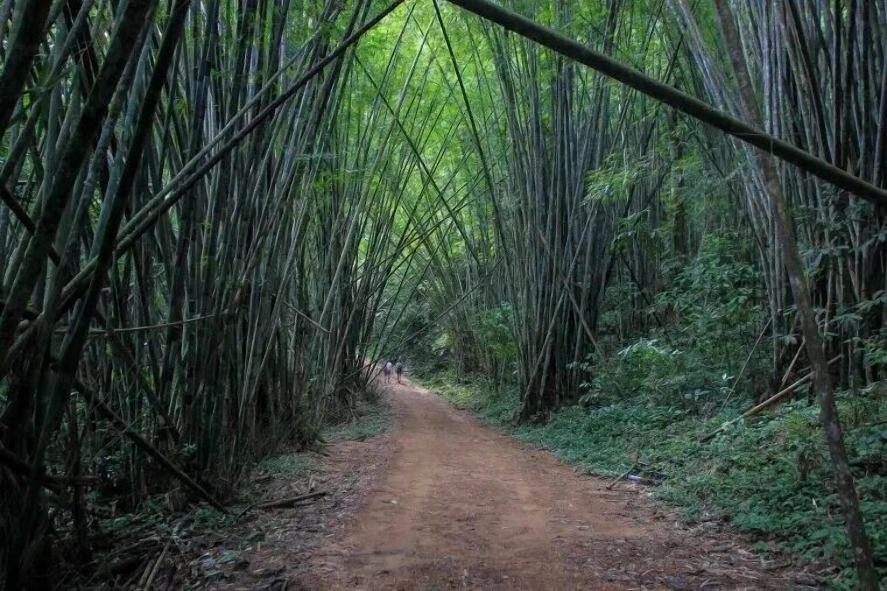 A dirt path surrounded by tall bamboo trees.