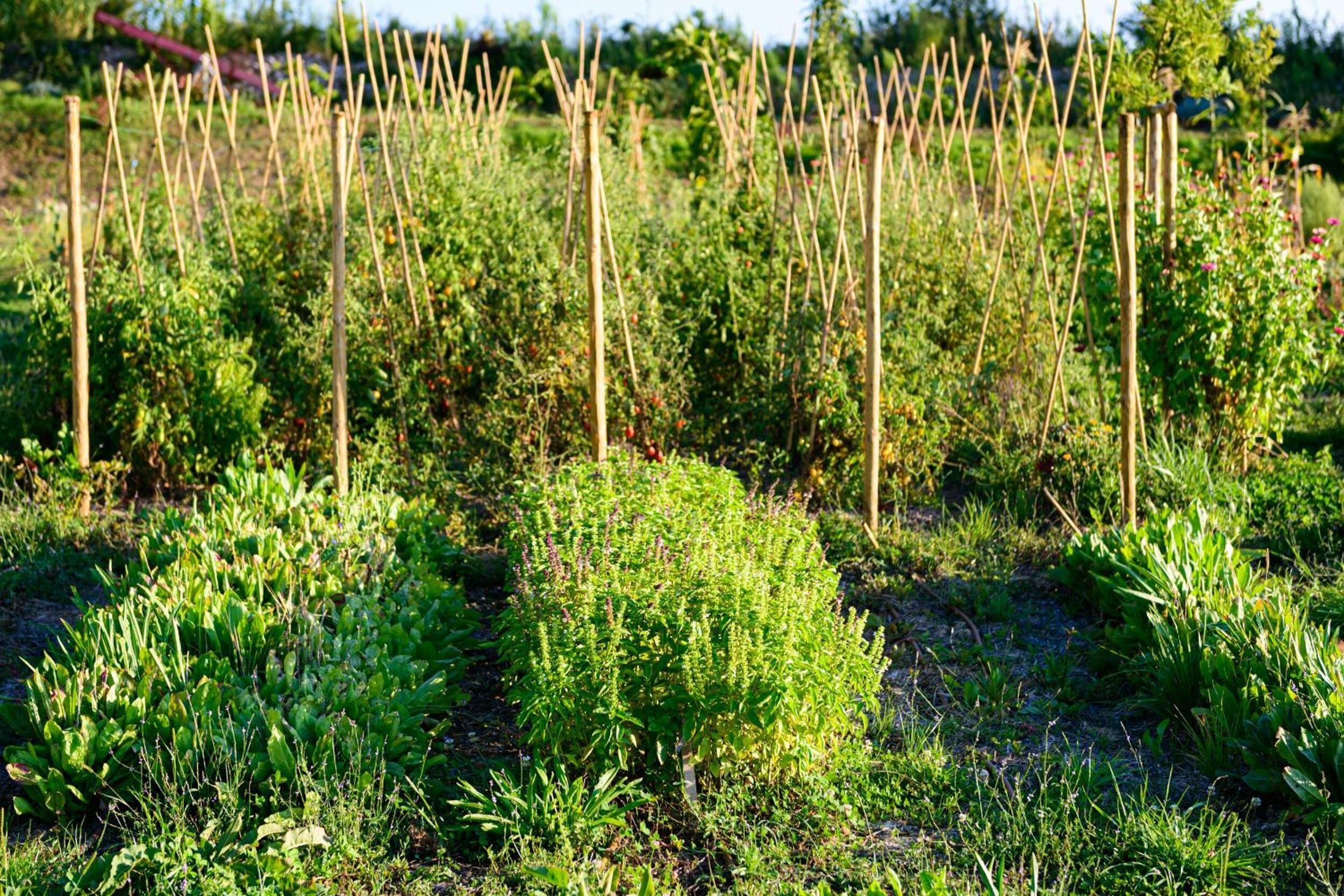 A garden with various plants and a wooden fence.