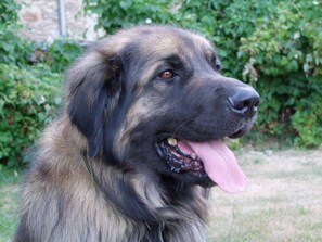 Pet-friendly - Le Mas Bertrand (Villefranche-de-Panat)