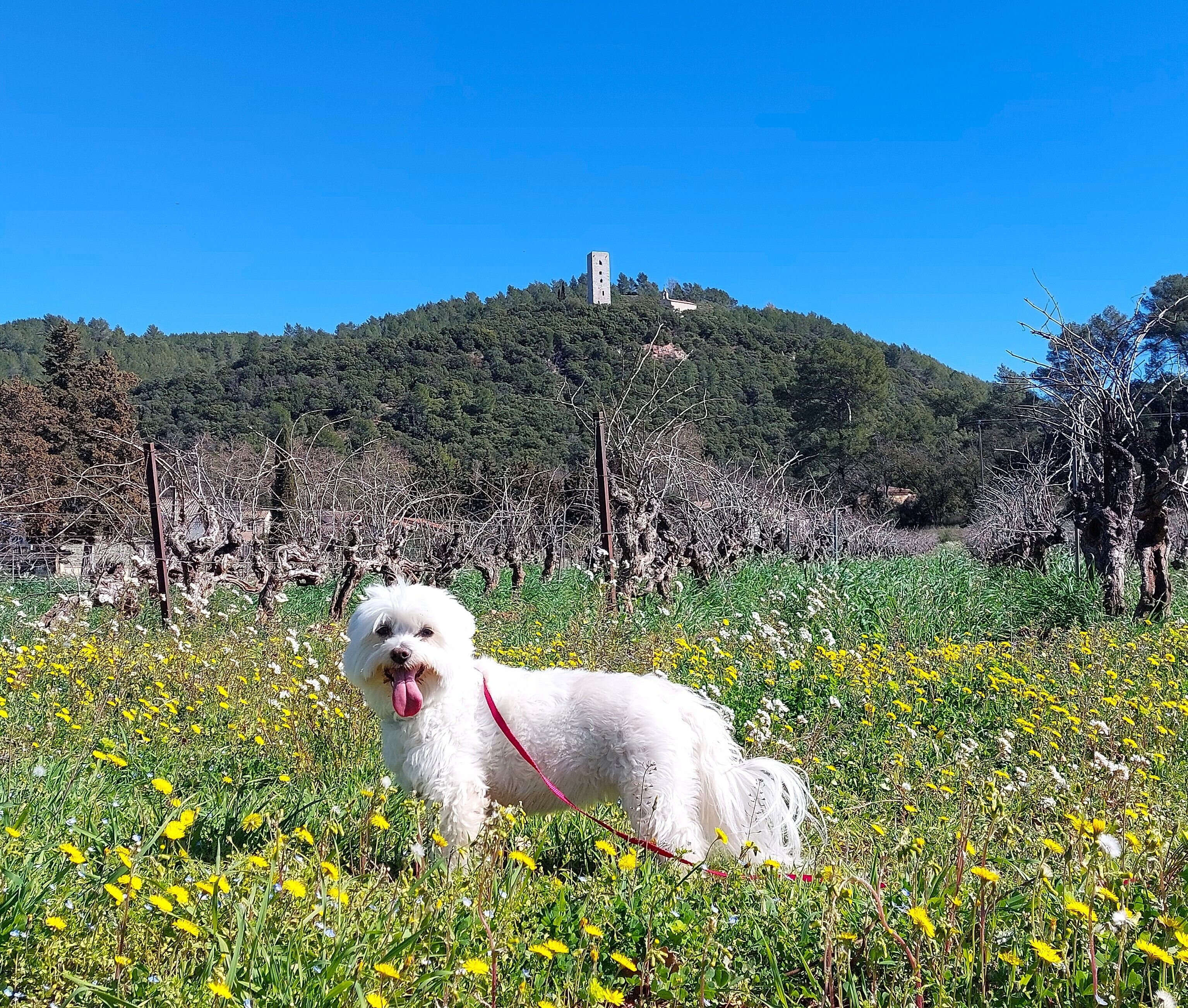 A white dog on a leash in a field with yellow flowers and a hill with a building in the background.