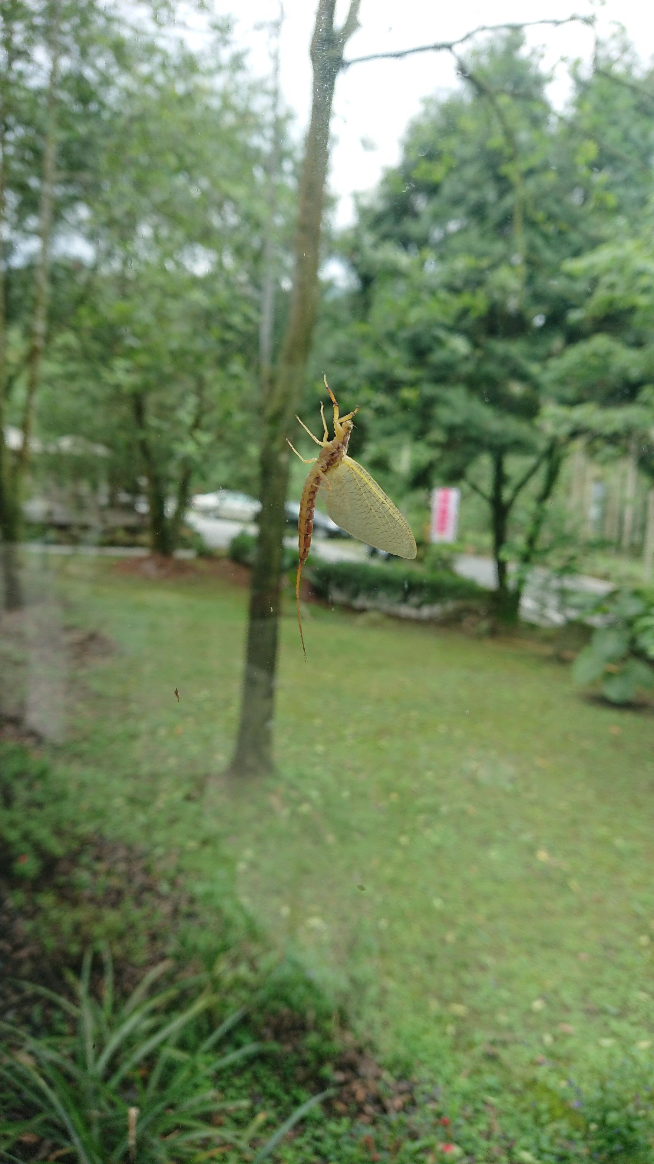 Ein Libelle sitzt auf einem Ast in einem Garten.