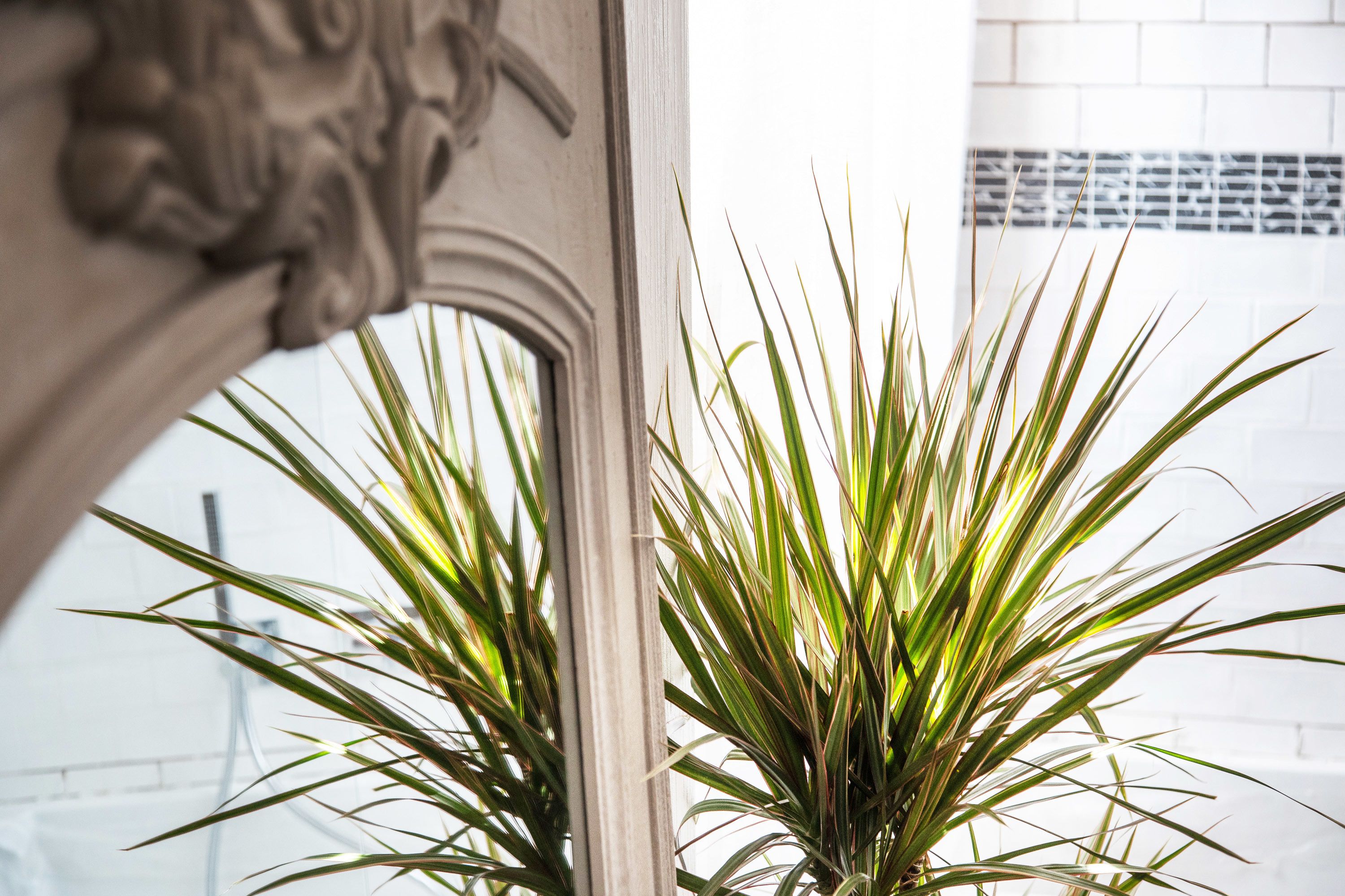 A potted plant in a window with a decorative frame.
