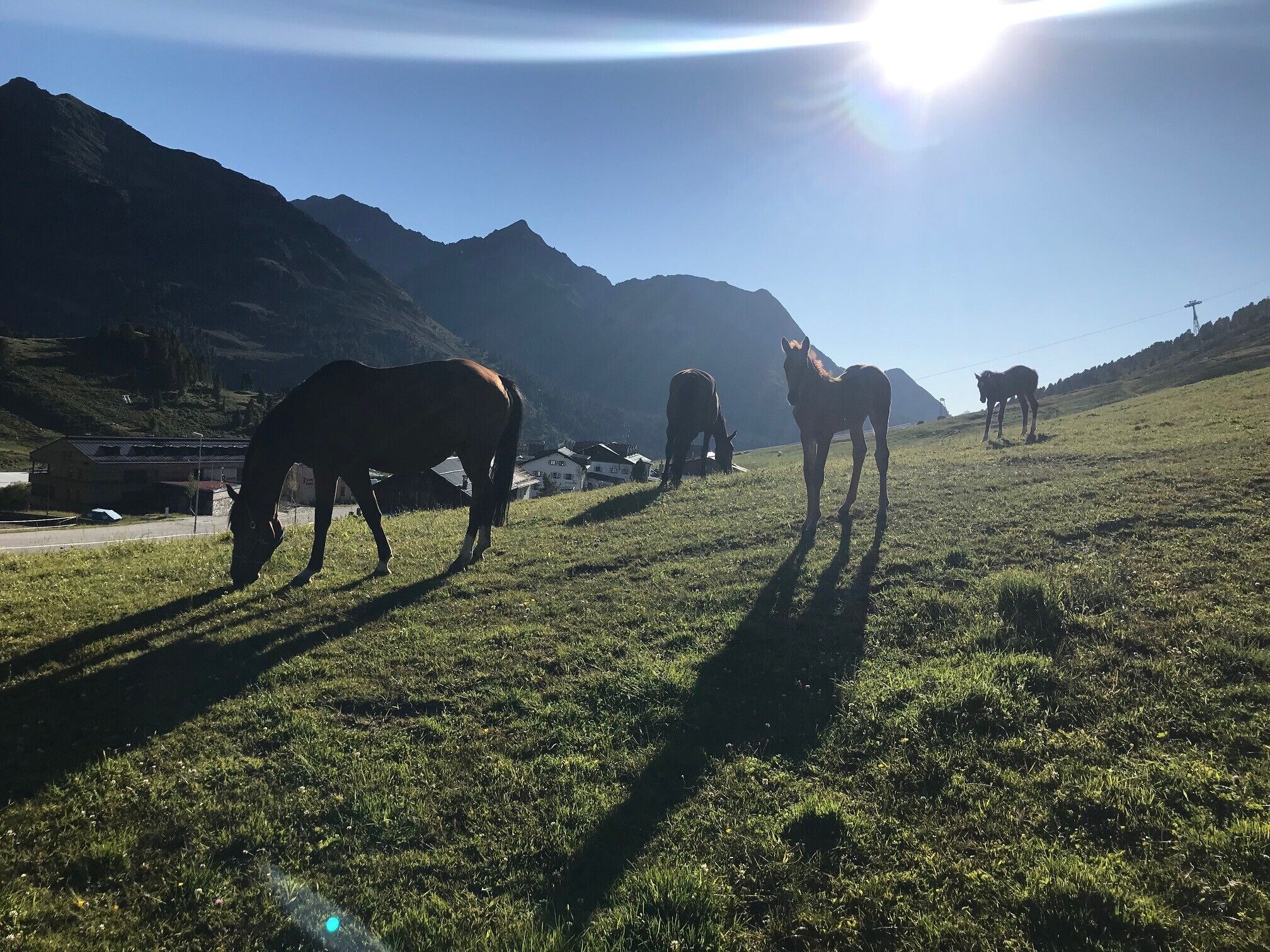 A grassy field with horses grazing, a road, and mountains in the background.
