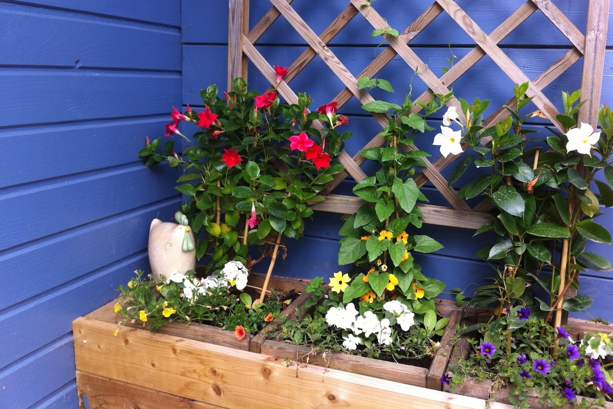 Un bac à fleurs en bois, contenant différentes plantes fleuries, est placé devant un mur bleu.