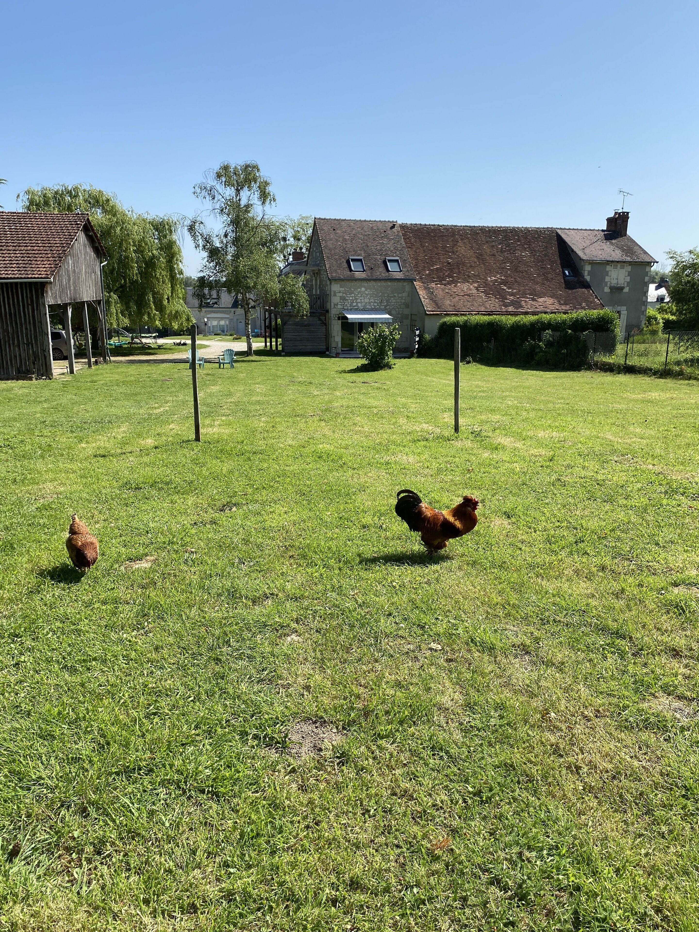 Un champ herbeux avec deux poules et une grange en arrière-plan.