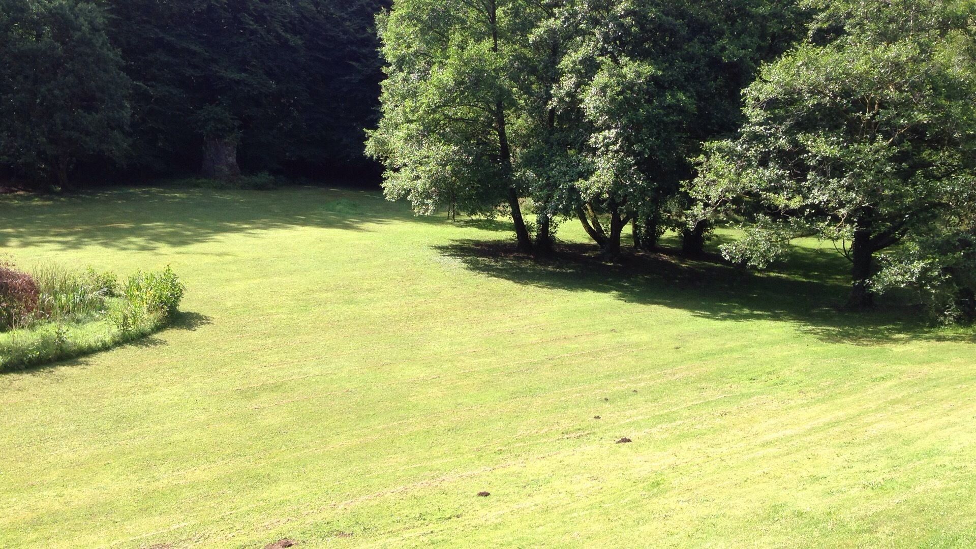 Ein grünes Feld mit Bäumen im Hintergrund.