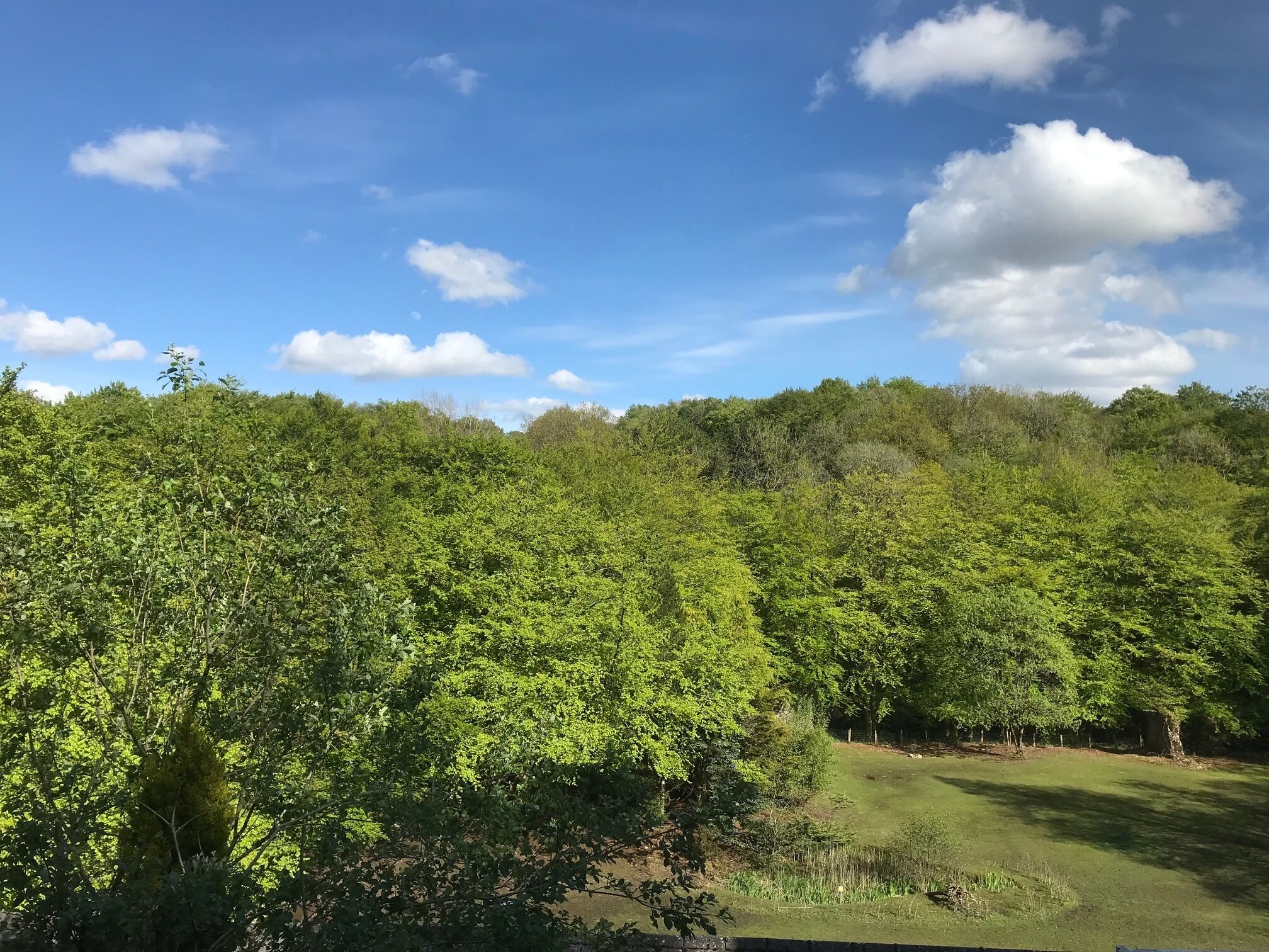 A lush green landscape with dense foliage and a clear blue sky.