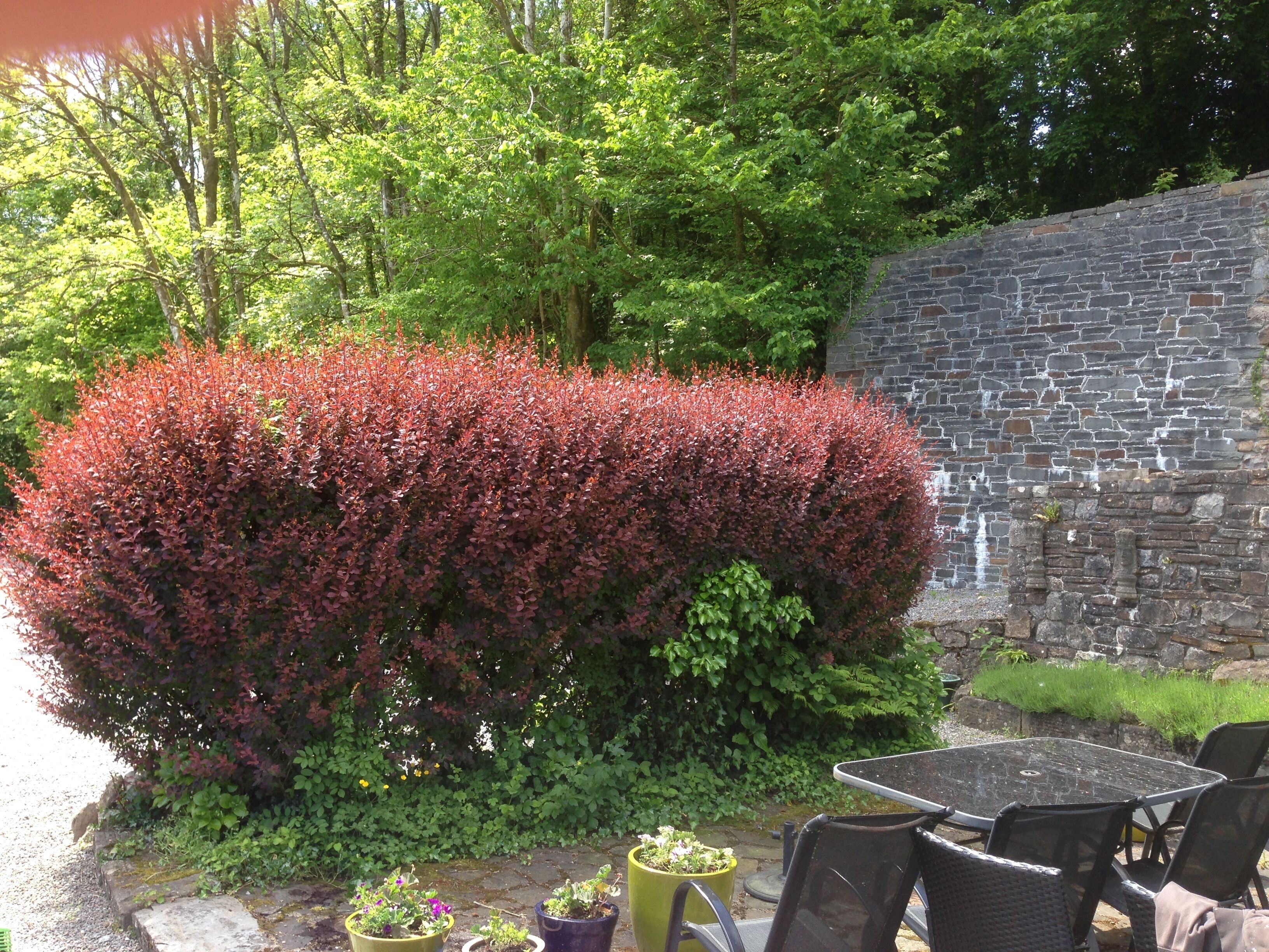 Eine Steinmauer, ein Hecke und Sitzgelegenheiten im Freien.