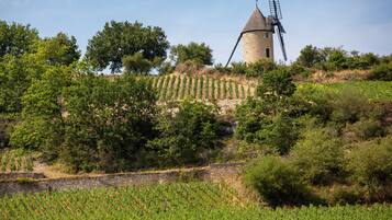 Een windmolen op een heuvel, met wijngaarden voorop.