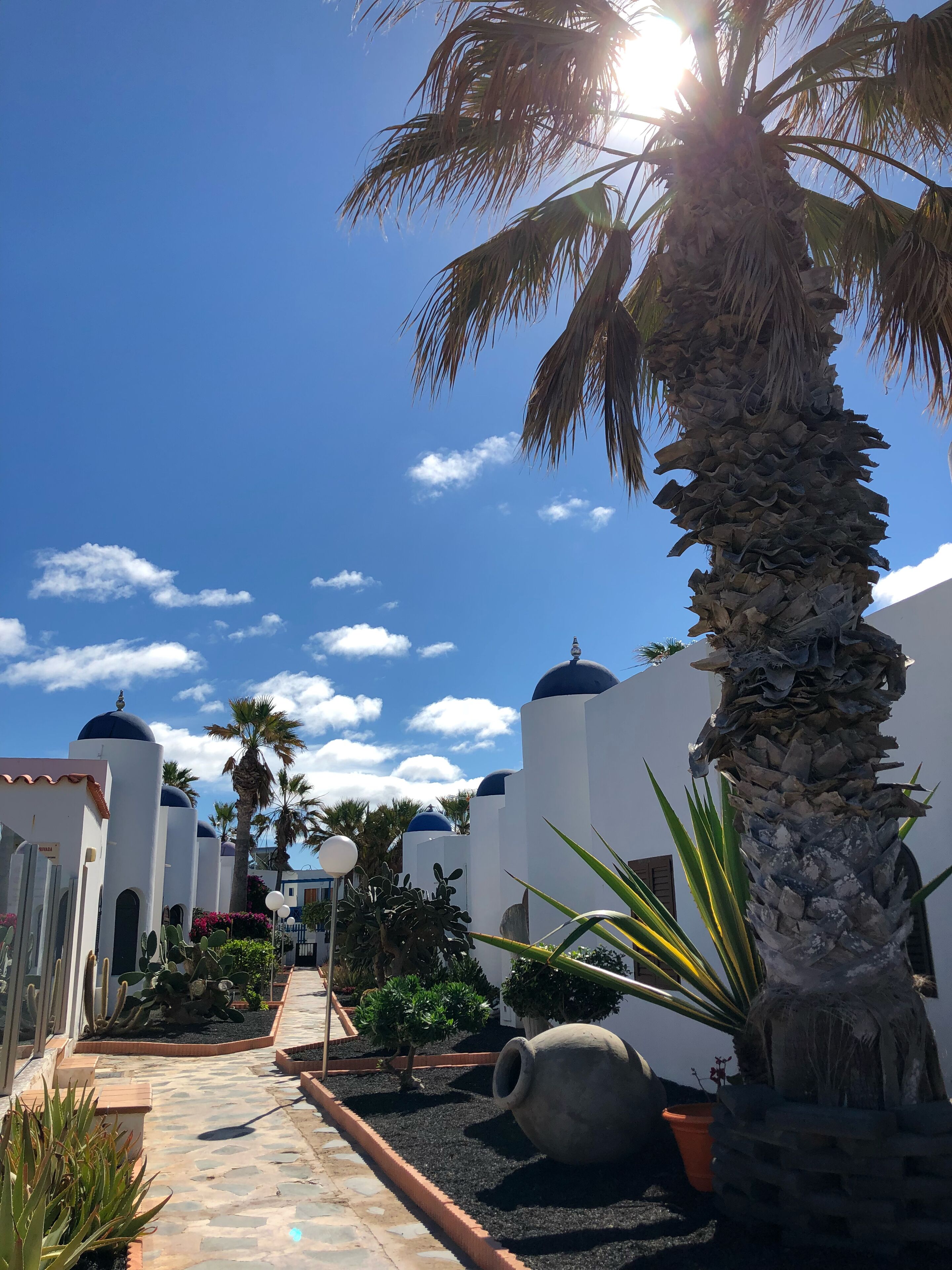 A courtyard with palm trees, a pathway, and white buildings with blue domes.