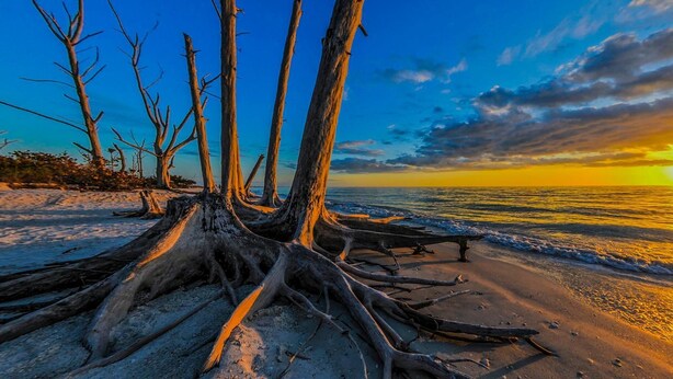 A beach with a prominent tree trunk and roots, a clear sky, and the sun setting over the ocean. - Lovers Key Beach Club by Lovers Key Vacations (Fort Myers Beach)