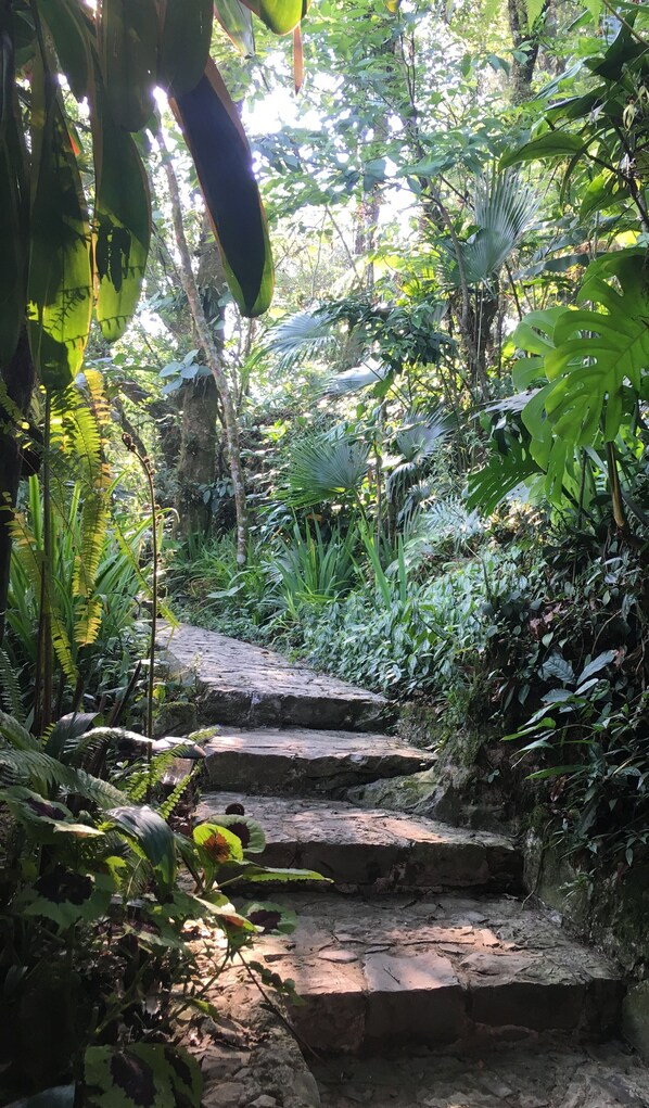 Garden - Corazón de Niebla (Cuetzalan del Progreso)