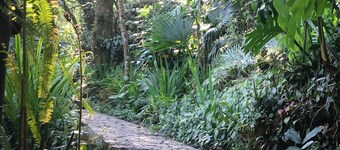 コラソン デ ニエブラ