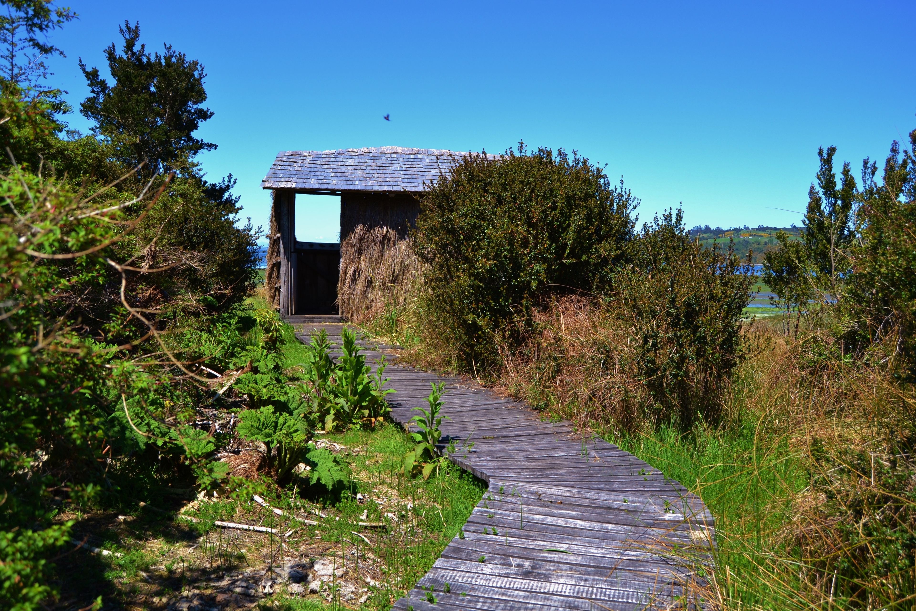 Un sendero de madera que lleva a una construcción rústica con techo inclinado, rodeada de abundante vegetación y un cielo azul despejado.