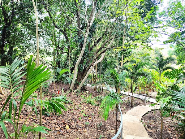 A pathway through a dense garden with various trees and plants. - The Maya Mountain Lodge (San Ignacio)