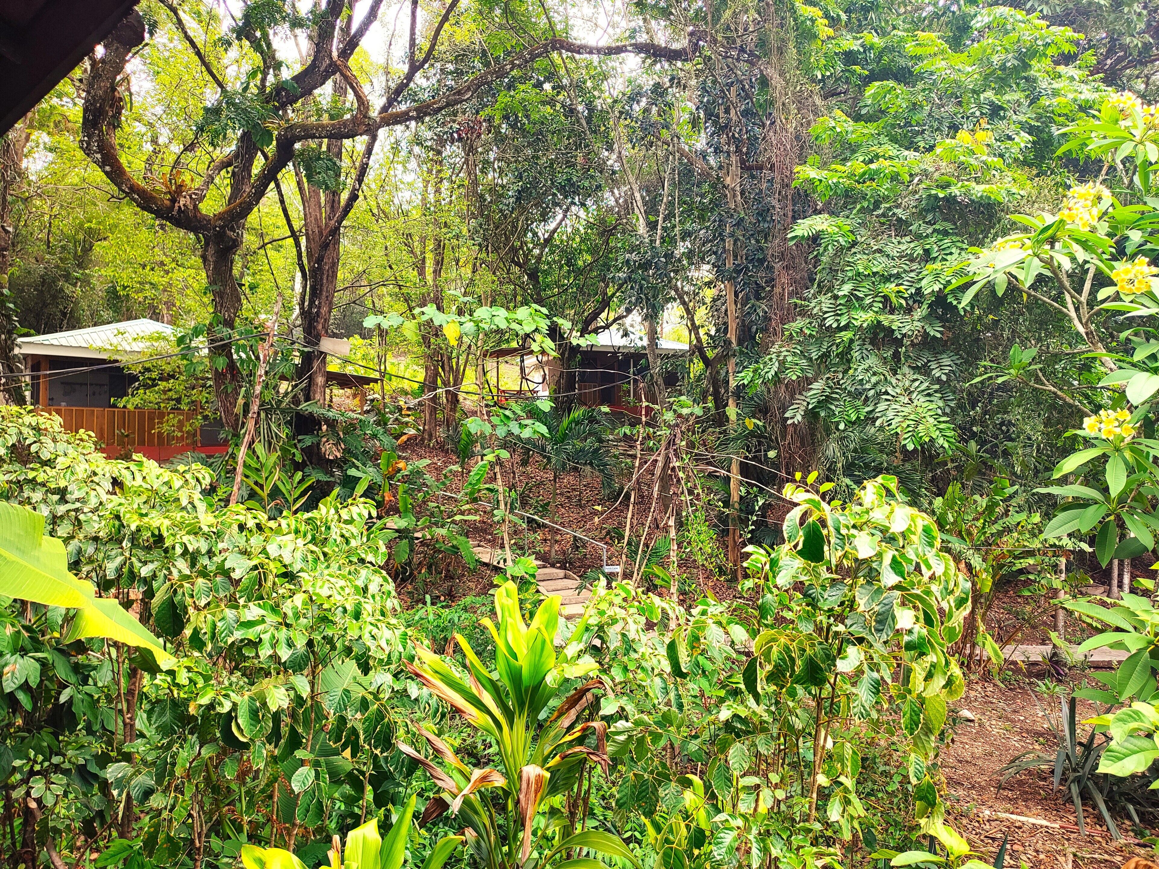 Un jardin luxuriant, avec un feuillage dense, une structure en bois et un petit bâtiment en arrière-plan.