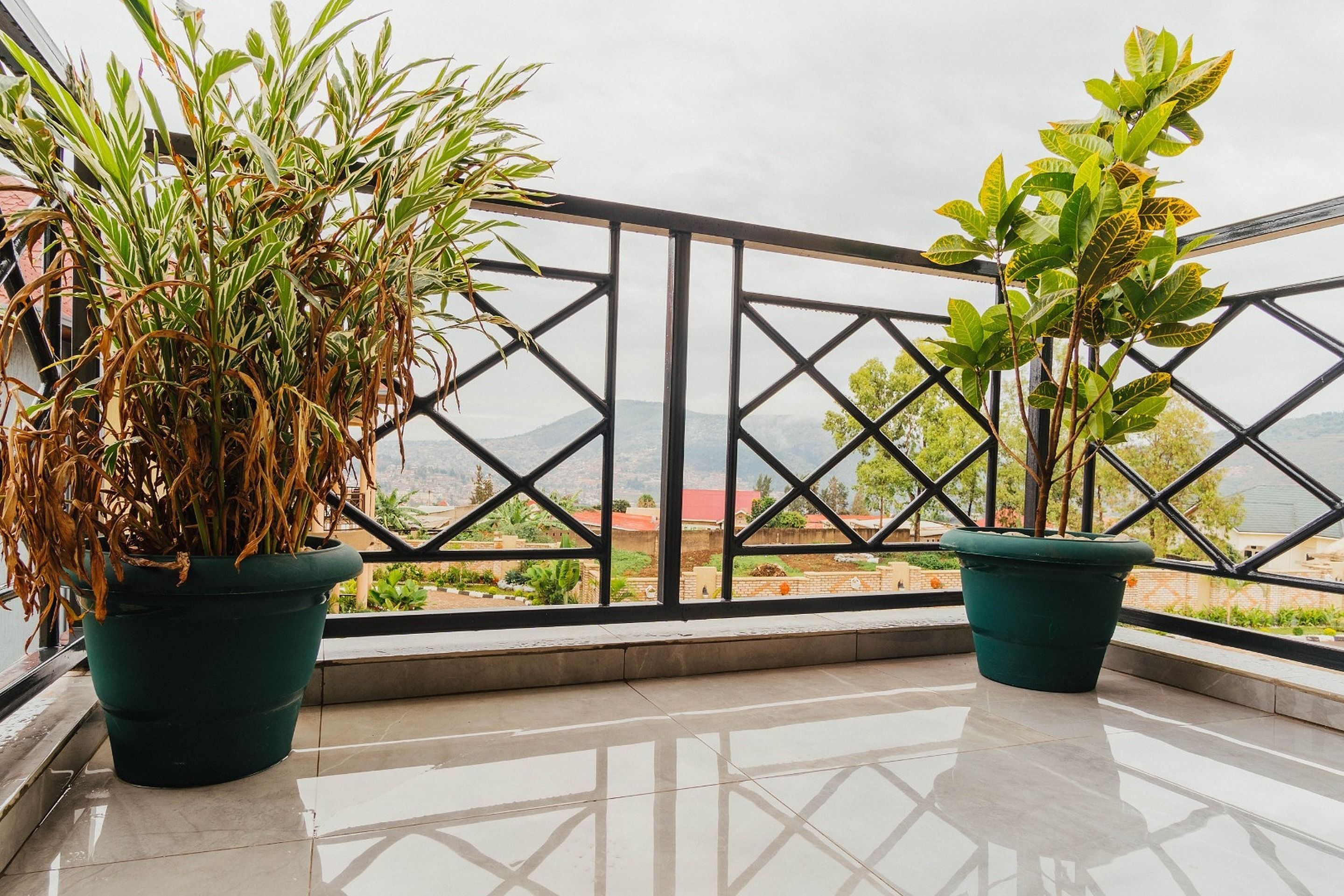 Dos plantas en macetas en un balcón con barandilla de metal y vistas a un paisaje montañoso.