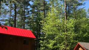 Een rustieke houten hut met een rood dak, omgeven door hoge dennen en een heldere lucht.