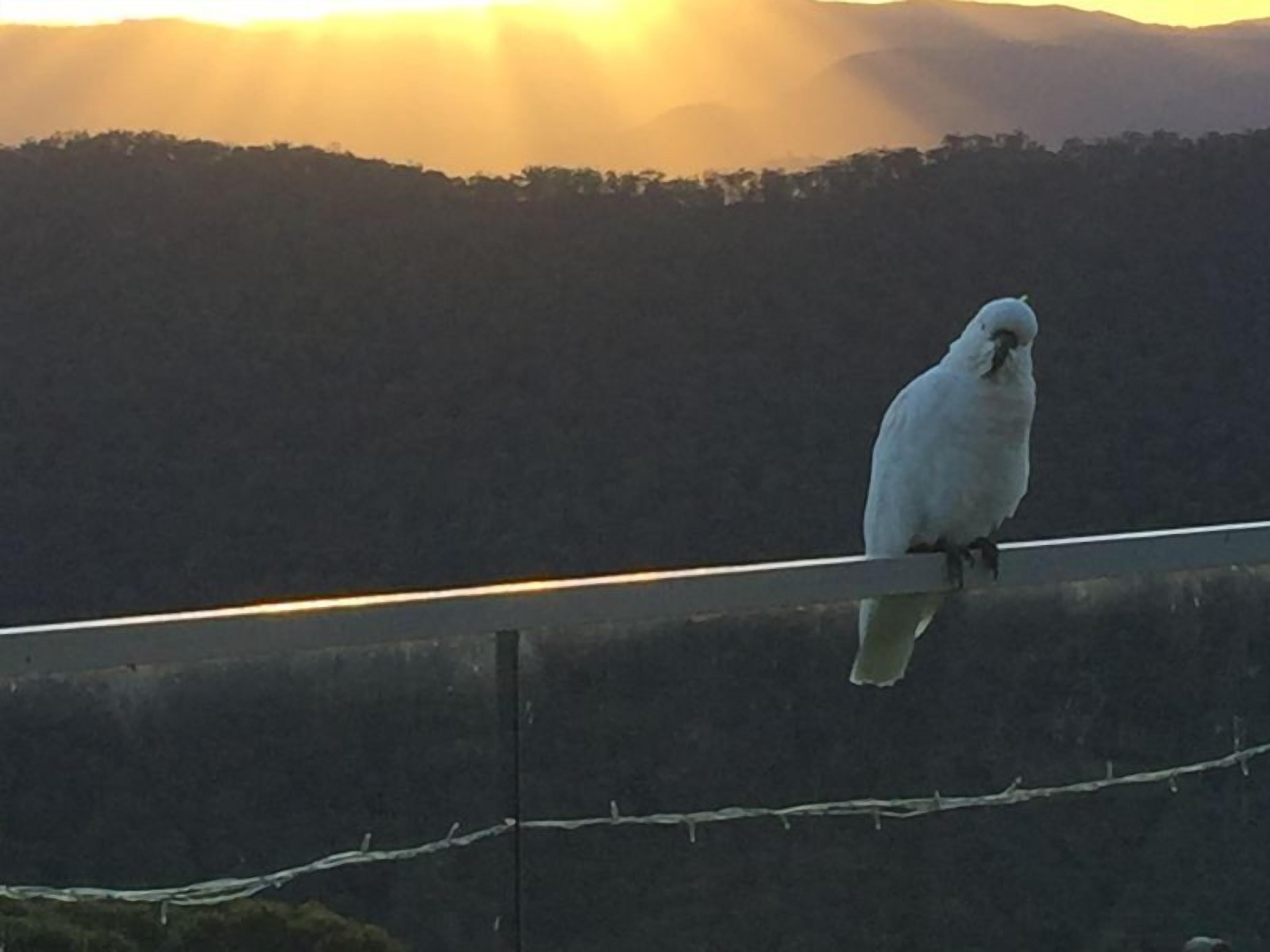 A white bird perched on a barbed wire fence with a mountainous landscape in the background.