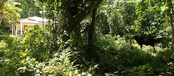 Lovely cottage for rent