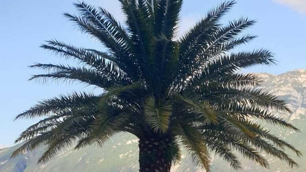 A palm tree with pink flowers in a planter, set against a backdrop of mountains and a body of water. - Holiday feeling Lake Garda Limone  (Pieve)