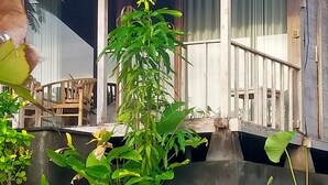 Een huis met een pannendak, een veranda met houten spijlen en een tuin met verschillende planten.