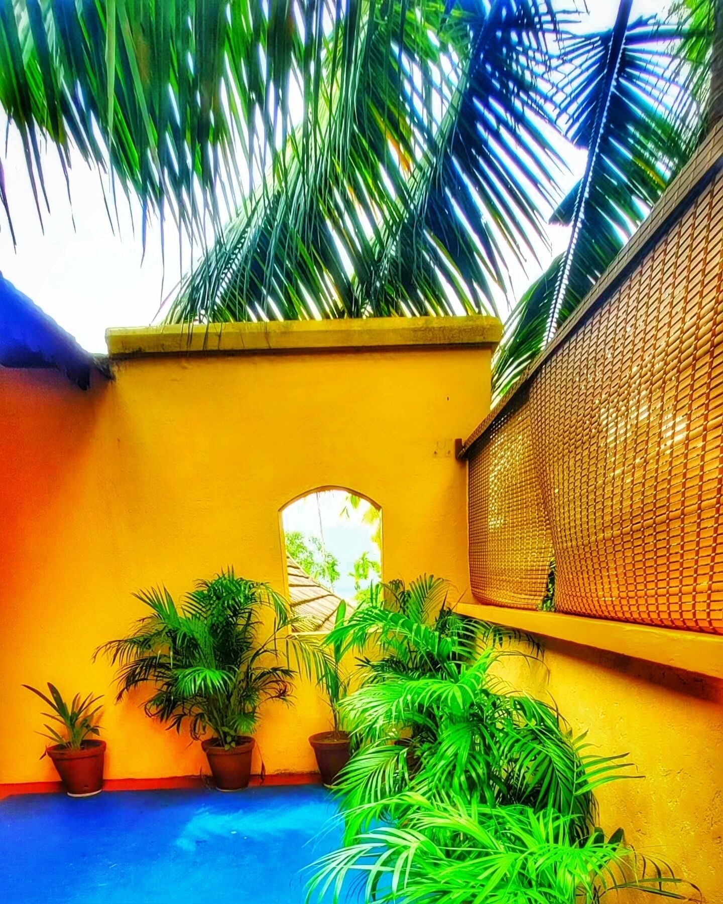 A yellow-walled room with a blue floor, a small window, and several potted plants.