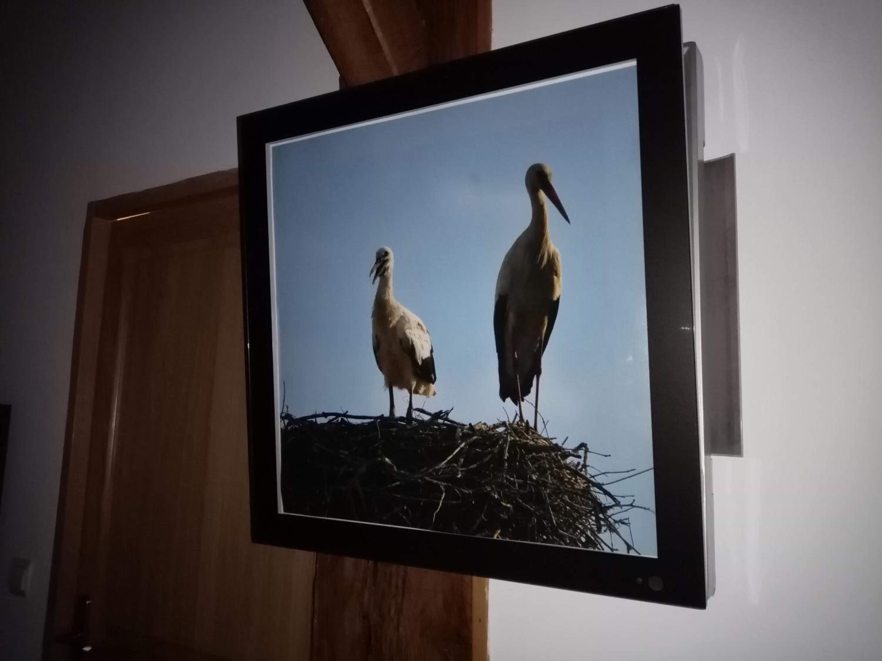 A television mounted on a wall displaying two birds standing on a nest.