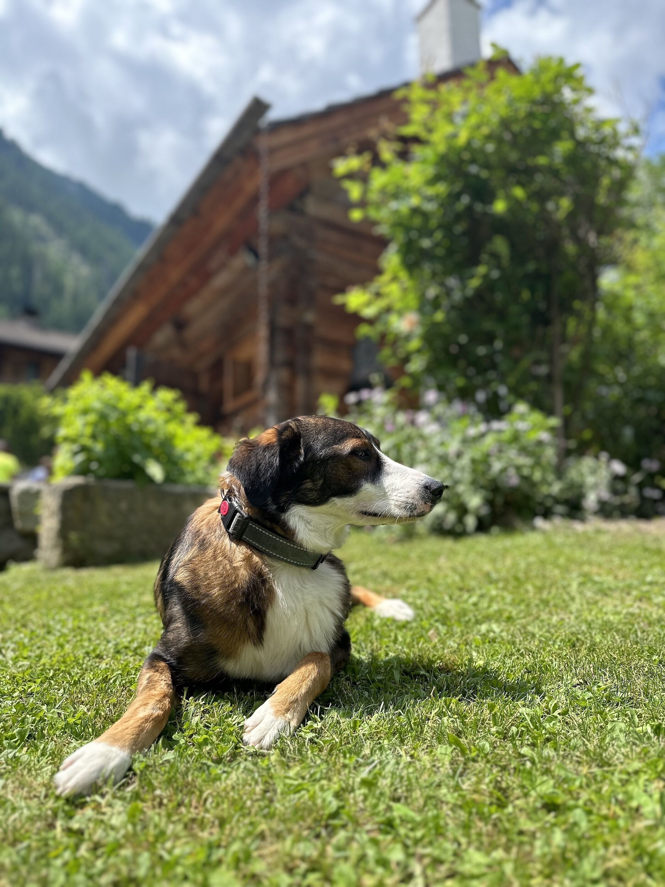 Ein Hund sitzt auf Gras, im Hintergrund eine Holzkonstruktion und Grünpflanzen.