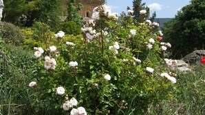 Un jardín con rosas blancas en flor frente a un edificio de piedra con techo de tejas.