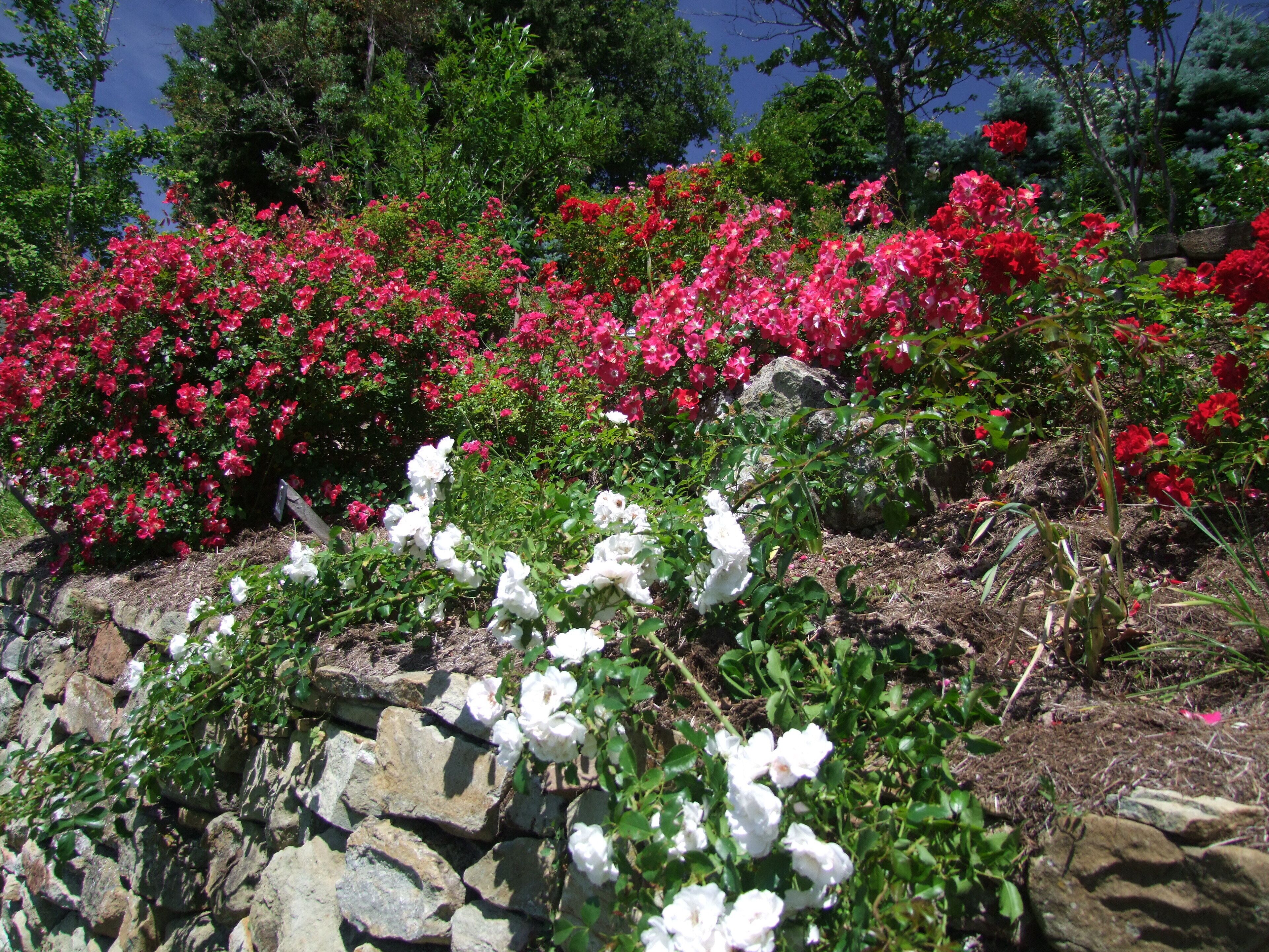 A garden with red and white flowers, a stone wall, and green foliage.