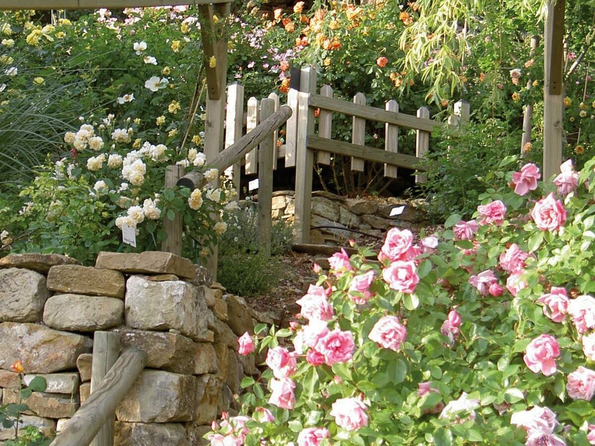 Un jardin avec un mur de pierre, une clôture en bois et des rosiers roses en pleine floraison.