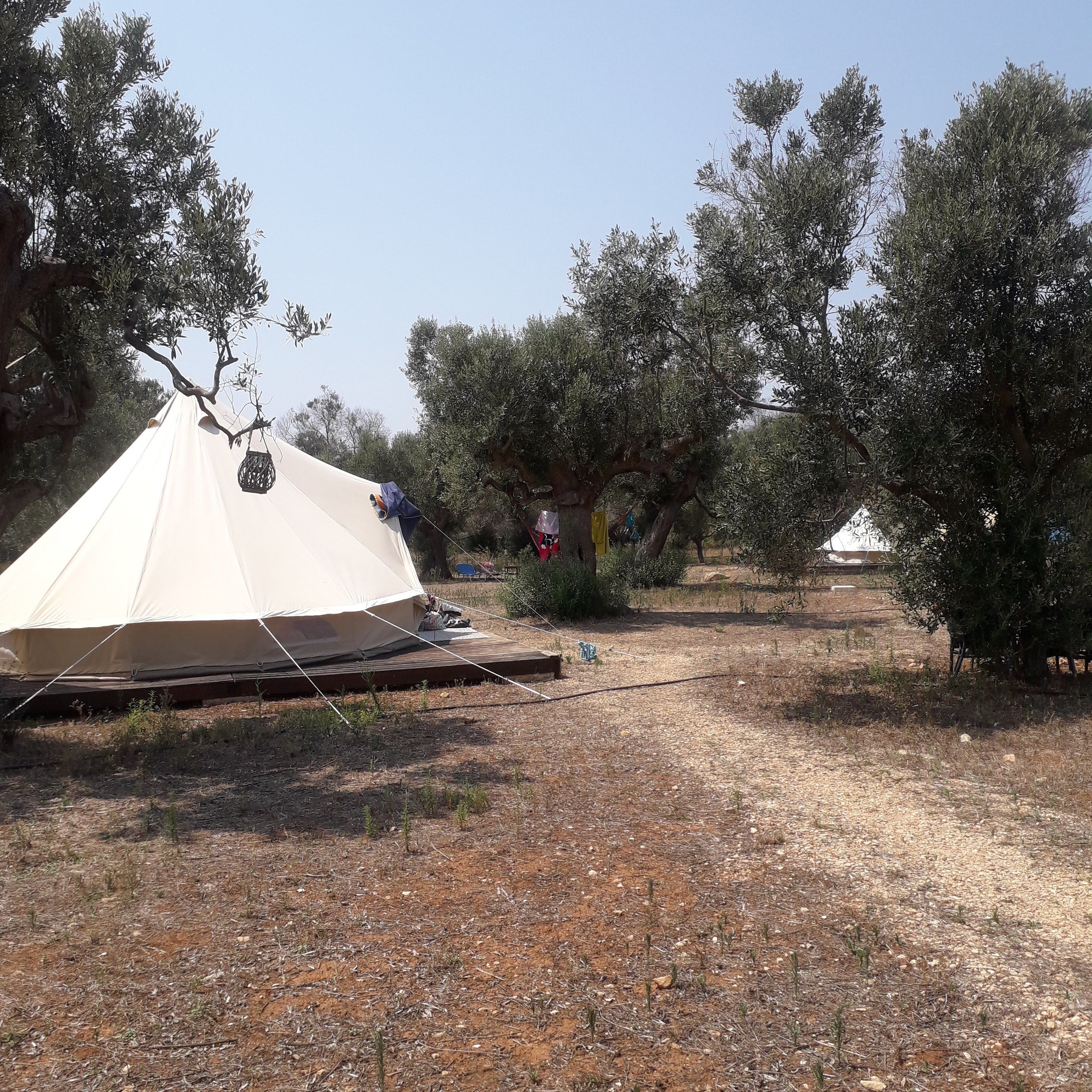 A tent set up in a dry, rocky area with sparse vegetation, surrounded by olive trees.