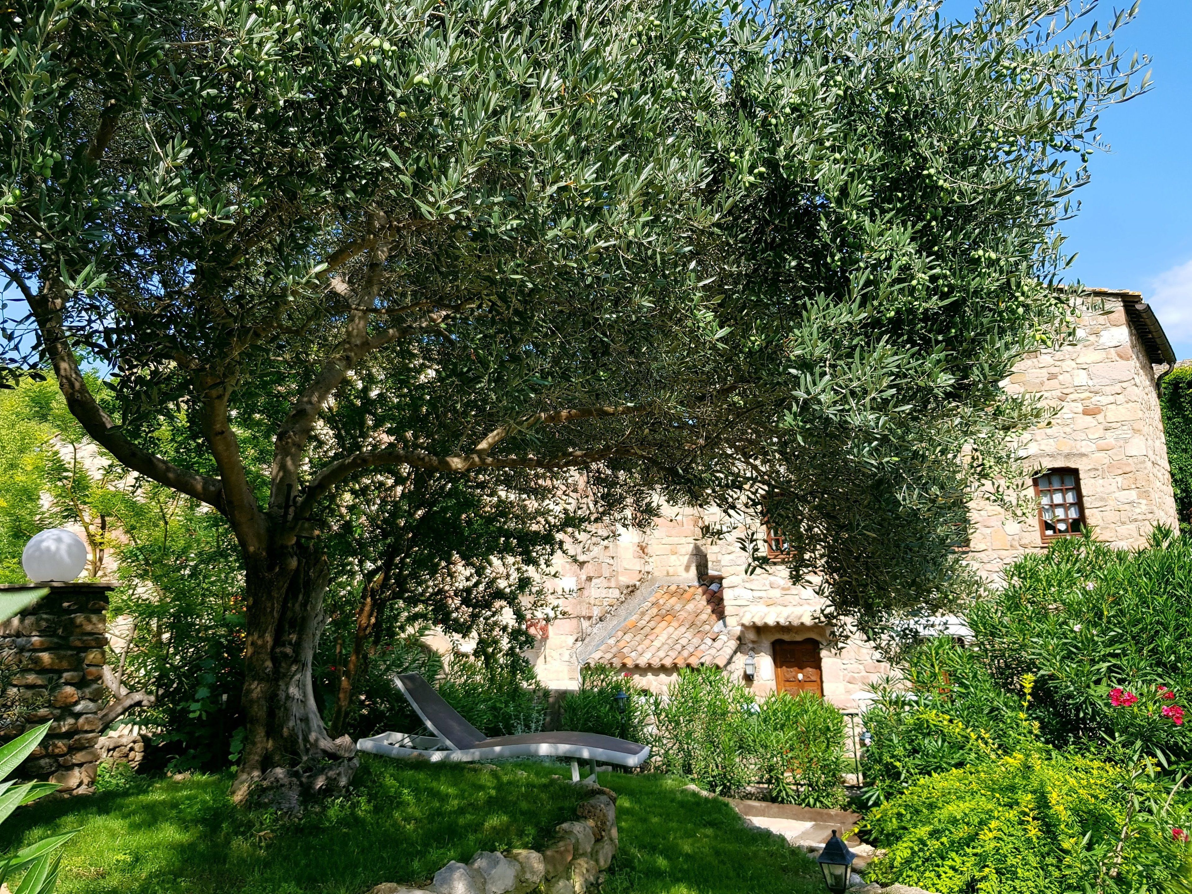 A stone building with a tiled roof, surrounded by lush greenery and a large olive tree.