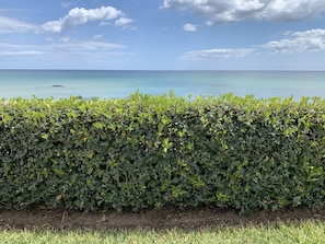 A hedge in front of a body of water with a clear sky.