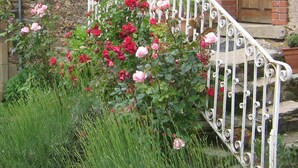 Edificio de piedra con una escalera metálica blanca y rosas rosadas al frente.