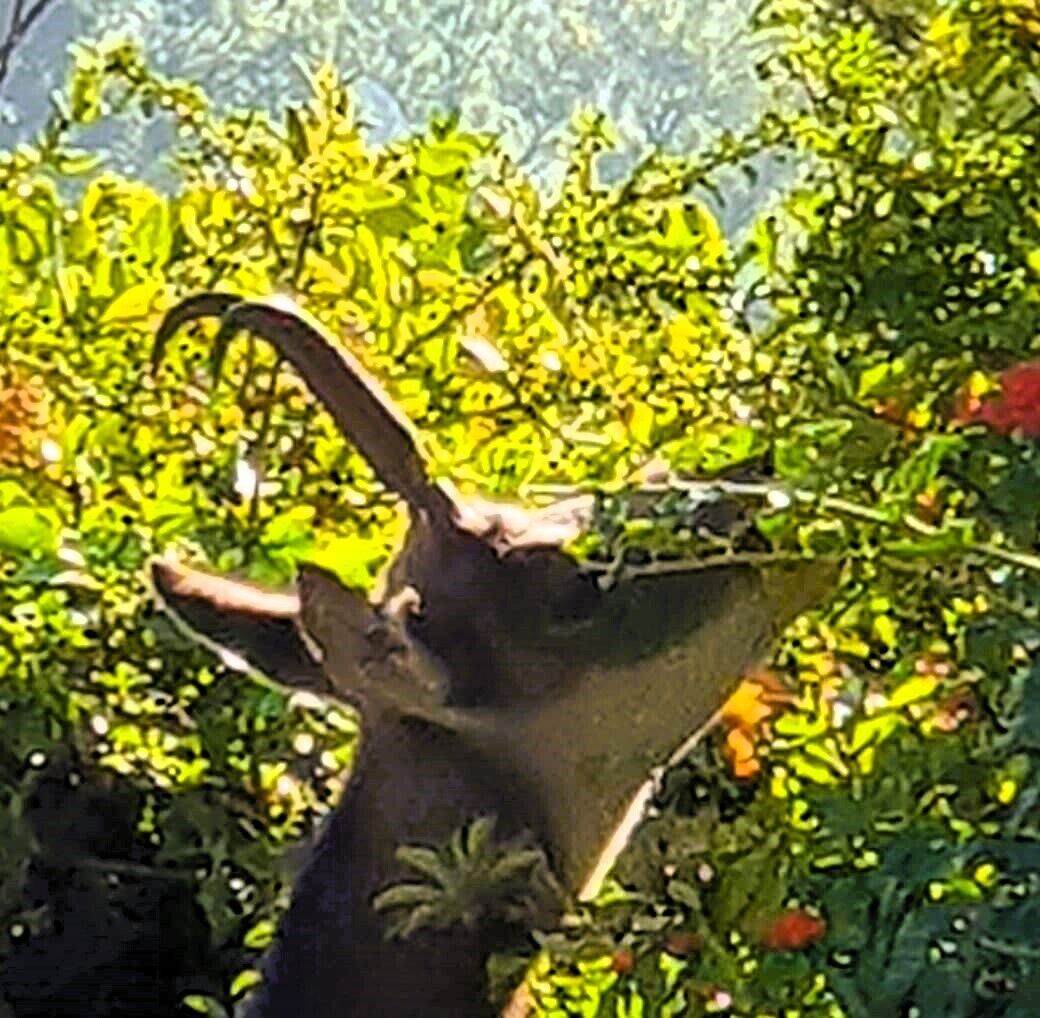 Foto - Parc de Biodiversité Le Castel - Maison d'hôtes & Table Bio
