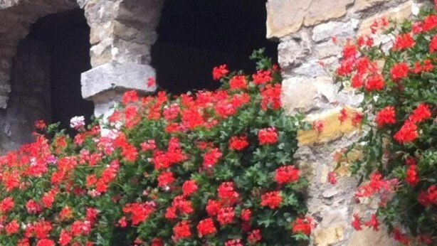A stone building with arched openings and red flowering plants. - Affittacamere Nonna Leni (Frisanco)
