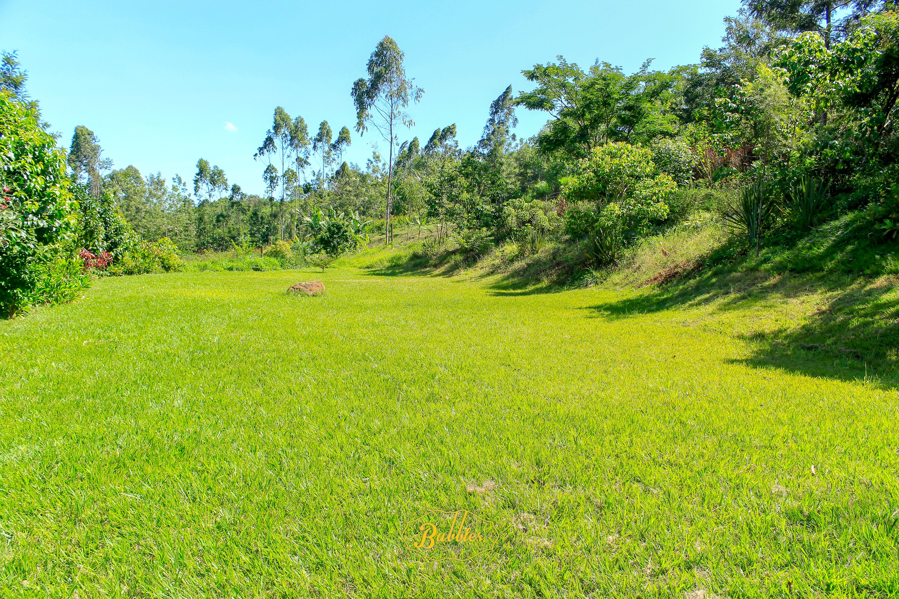 A grassy field with trees and a clear sky.