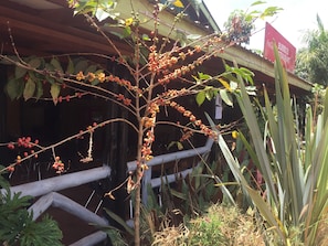 Jardí