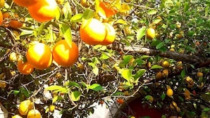 A tree laden with oranges in a courtyard with a fountain and outdoor seating.