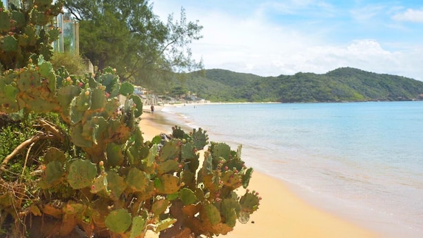 A beach with a cactus in the foreground, a sandy shore, and a forested hill in the background. - Pousada Blanca Mar - Praia do Canto (Búzios)