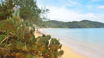 Uma praia com um cacto em primeiro plano, uma faixa de areia e uma colina arborizada ao fundo.