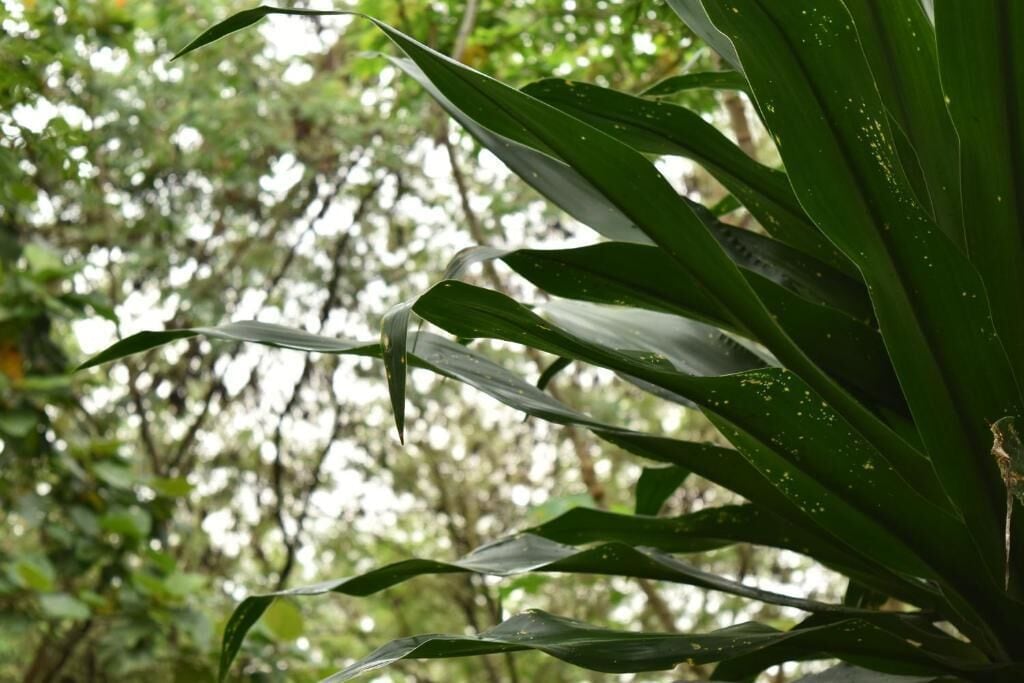 Primer plano de una planta de hojas anchas en un entorno natural.