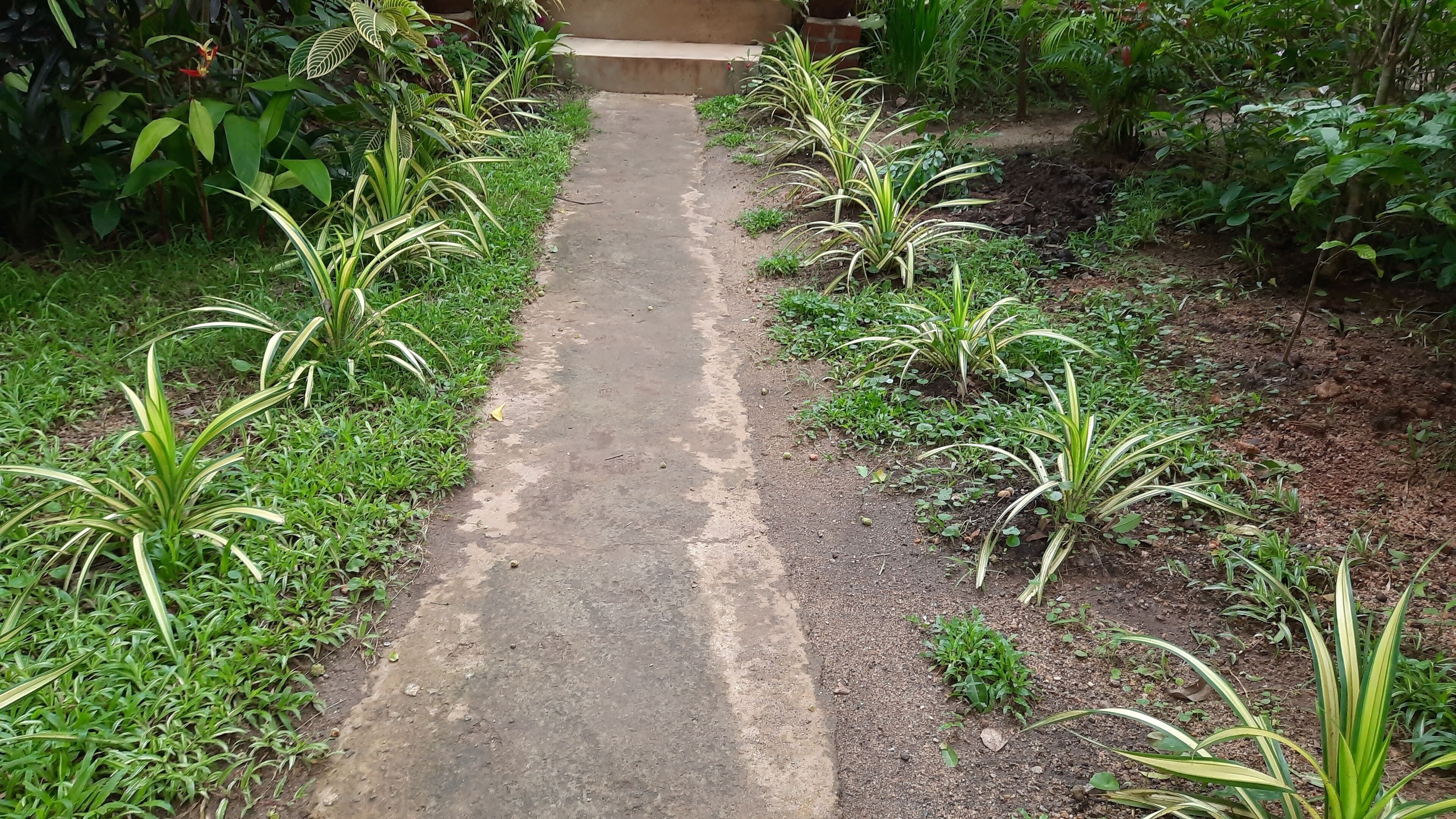 A concrete pathway flanked by green plants and a brick structure in the background.