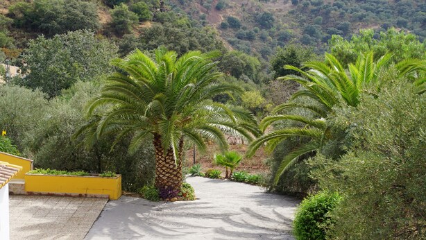 Un sentier dallé traverse un jardin où l’on trouve des palmiers et divers arbustes.
