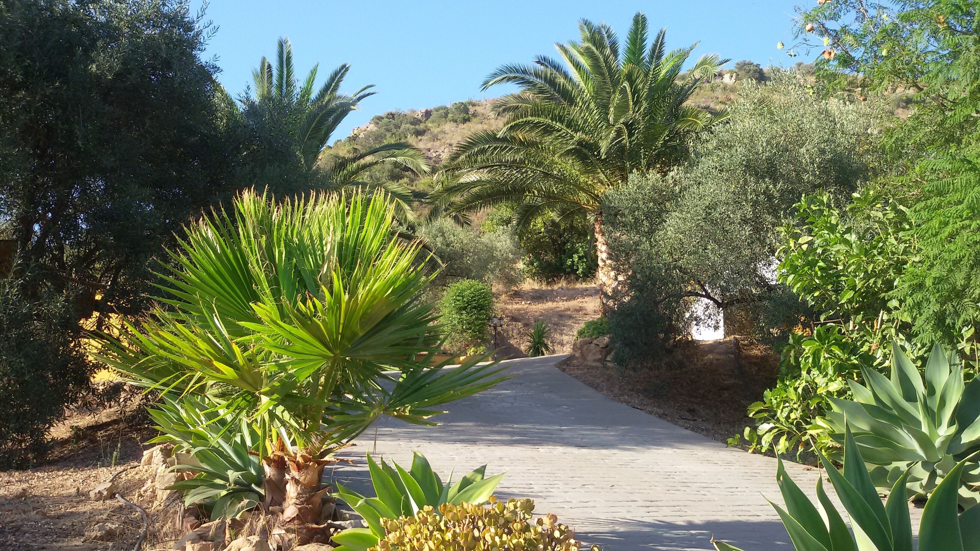 A paved pathway flanked by various green plants and trees, leading towards a hilly landscape.