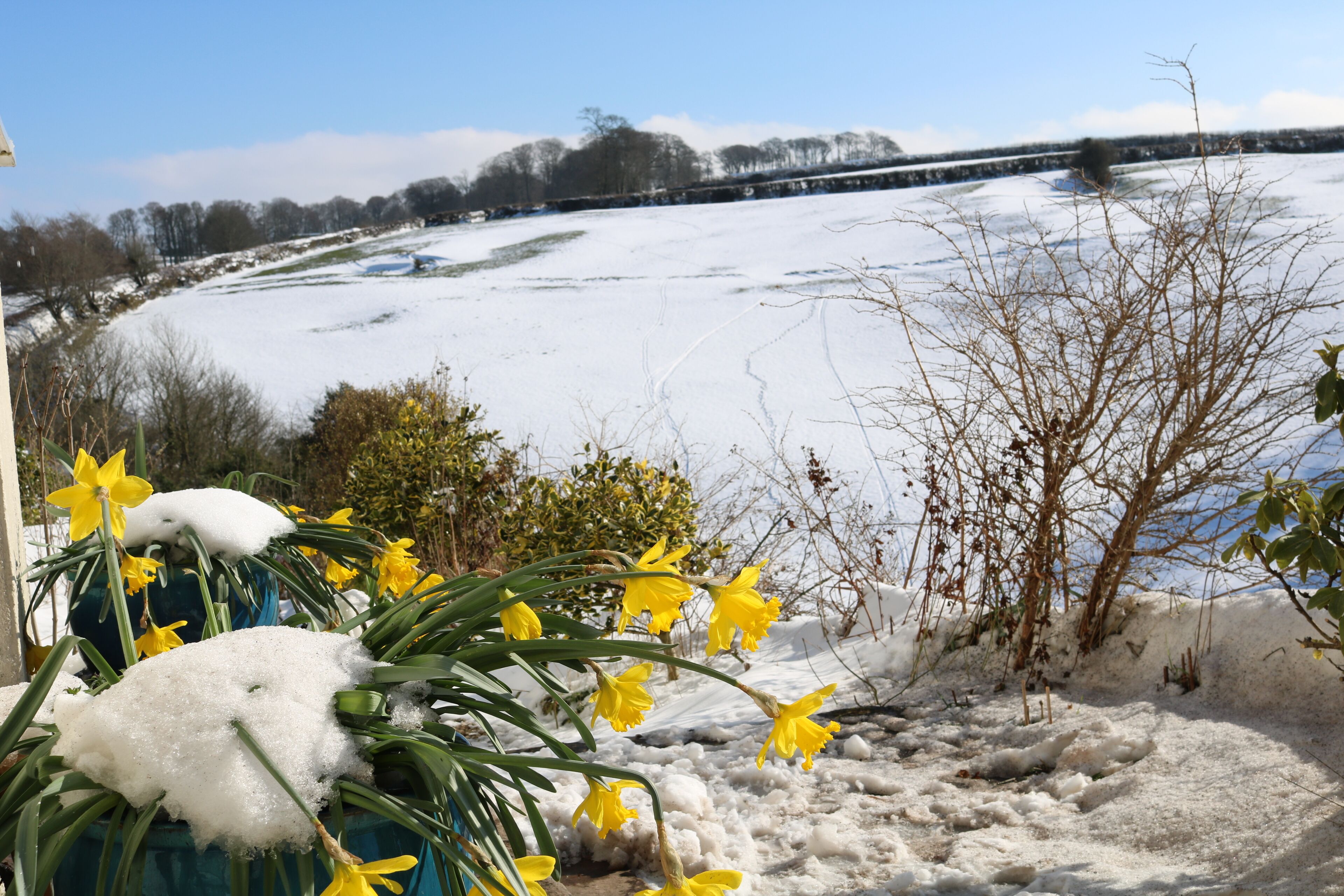 A snowy landscape with a frozen river, yellow daffodils, and a distant bridge.