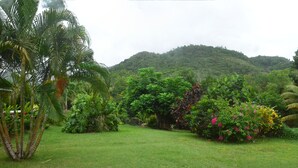 Un jardin luxuriant, avec une grande variété de plantes tropicales, et une colline en arrière-plan.